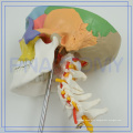 PNT-0153 Colored Life-Size Plastic Medical Anatomical Human Skull Model For Sale